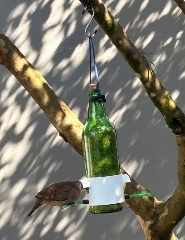 foto de bocal de comedouro pássaros livres